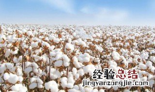 新疆长绒棉的特点和用途 新疆长绒棉的特点