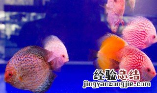 七彩神仙鱼饲养方法 七彩神仙鱼怎么养？