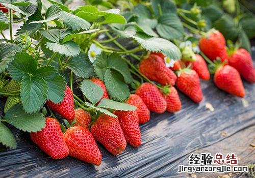 打药的草莓如何辨别 畸形草莓孕妇能吃吗