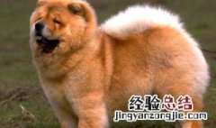 巨型松狮犬有多大 多高