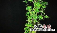 水竹如何修剪 盆栽水竹怎么修剪