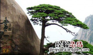 安徽黄山迎客松介绍 黄山迎客松简介