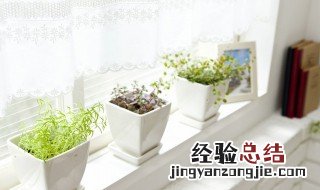 最好的驱蚊植物 驱蚊效果最好的植物是哪个?