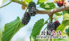 桑树果子能解酒吗百度百科 桑树果子能解酒吗