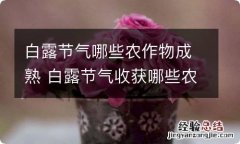 白露节气哪些农作物成熟 白露节气收获哪些农作物