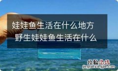 娃娃鱼生活在什么地方 野生娃娃鱼生活在什么地方