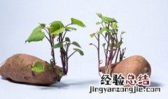 红薯催芽法 红薯怎么催芽