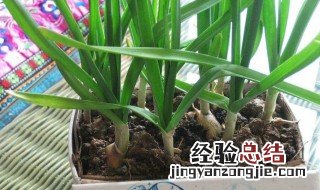 大蒜叶怎么保鲜保存最好 大蒜叶怎么保鲜保存