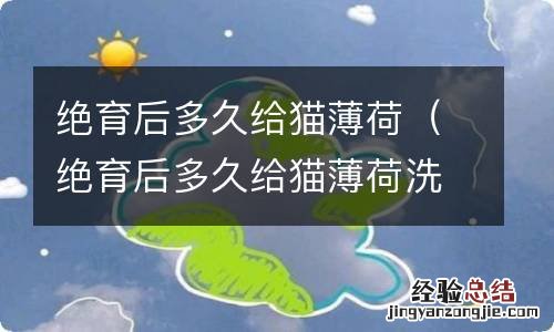 绝育后多久给猫薄荷洗澡 绝育后多久给猫薄荷
