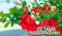 石榴花什么季节开花 石榴花期是几月