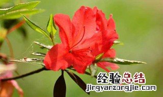 杜鹃花冬天落叶吗 为什么落叶