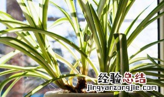 金边兰怎么养殖方法和注意事项 金边兰如何栽种
