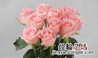 玫瑰花代表的含义 玫瑰花的含义