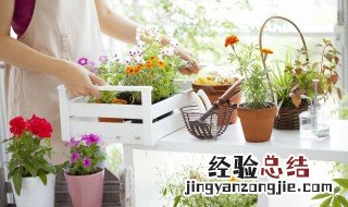 芙蓉花的根是什么样子的 有种盆栽叫什么蓉的根比较粗