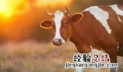 养肉食牛前景怎么样 肉食牛养殖怎么样