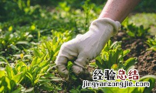 露天栽培辣椒除草方法图解 露天栽培辣椒除草方法