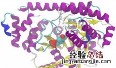 谷安转氨酶高是什么意思 升高的原因