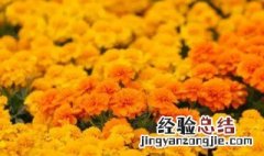 孔雀草的花语 孔雀草花语别名和养殖方法