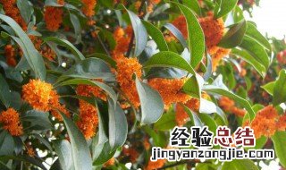 桂花树什么时候移栽好 给大家介绍一下