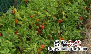 酸浆能放多久 酸浆的养殖方法和注意事项