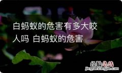 白蚂蚁的危害有多大咬人吗 白蚂蚁的危害