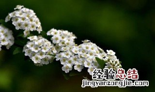 六月雪分株方法 六月雪怎么栽