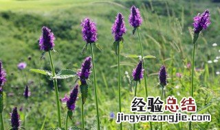 盆栽薰衣草的养殖方法 盆栽薰衣草怎么养