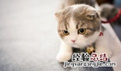 晚上看见猫是吉兆吗 晚上见猫有什么兆头