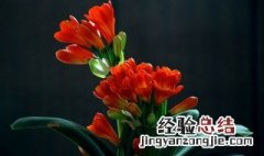 君子兰几年开花一次 怎么才会开花呢