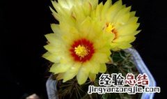 仙人球开花寓意 给大家介绍一下