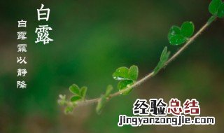 白露节气为什么要吃鸡 白露节气玩什么