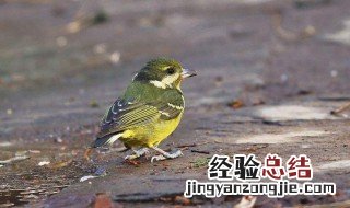 如何挑选好的黄腹山雀 黄腹山雀吃什么叫得好