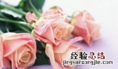 玫瑰花朵数的代表意义 玫瑰花朵数代表什么意义