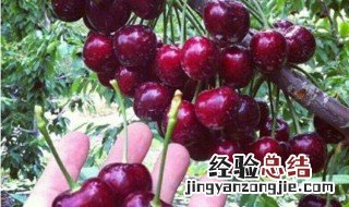 车厘子几年挂果 天然VC之王