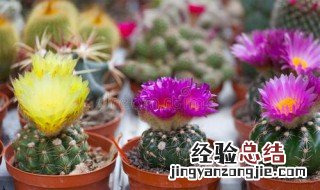 仙人球会开花吗 开花时间不固定