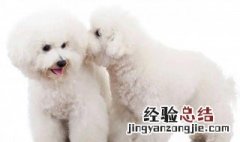 如何挑选比熊幼犬 如何挑选纯种比熊幼犬