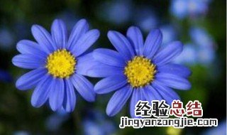 费利菊养护方法 费利菊花