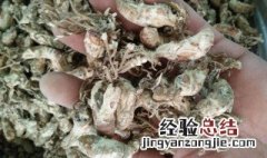 金蝉花处理方法 怎样清洗金蝉花