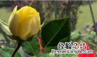 金丝雀花如何养殖 金丝雀花如何养殖的