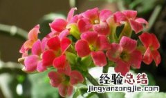 家里花盆里有小飞虫怎么办 家里花盆里有小飞虫怎么办视频