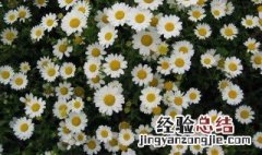 雏菊种植方法详解 雏菊种植方法详解图片