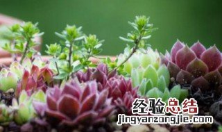 植物小肉肉怎么养殖的 植物小肉肉怎么养殖