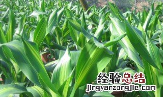 龙血花怎么养殖 龙血花的养殖方法