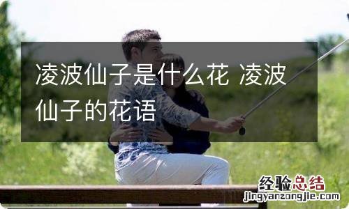 凌波仙子是什么花 凌波仙子的花语