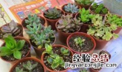 替换下的旧水苔能掺土养多肉吗视频 替换下的旧水苔能掺土养多肉吗