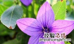 铃铛花怎么养殖 铃铛花养殖方法