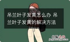 吊兰叶子发黄怎么办 吊兰叶子发黄的解决方法