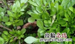 降糖草怎么养殖 降糖草如何种植