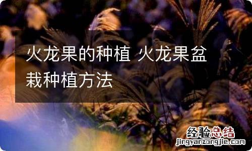 火龙果的种植 火龙果盆栽种植方法