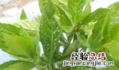 长寿草的养殖方法 长寿草如何养殖